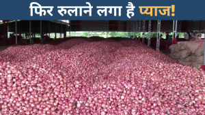 Onion price: फिर महंगा हुआ प्याज, सबसे बड़ी मंडी में थोक का भाव 45 रुपए/किलो पहुंचा