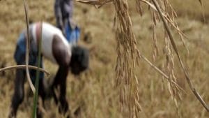 व्‍यावसायिक वितरण योजना शुरू, 5 लाख जूट किसानों को होगा फायदा