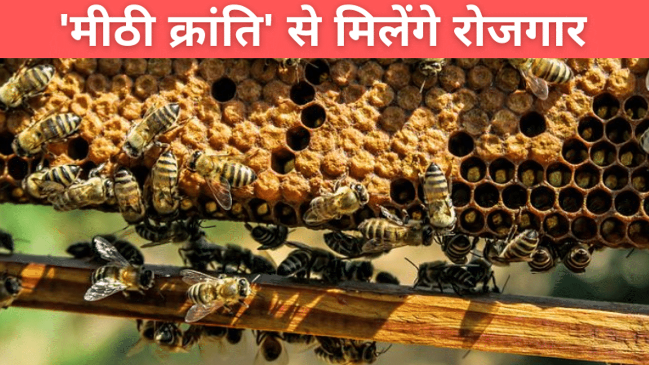 Sweet Revolution, Honey Farming, Agriculture Reforms, Schemes For Farmers, Farm Scheme India