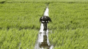 खेती और खेतिहर उत्पादों की मार्केटिंग में नए प्रतिमान गढ़ता गोवा