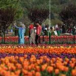 tulip garden, jammu-kashmir, largest tulip garden