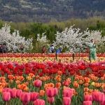 tulip garden, jammu-kashmir, largest tulip garden