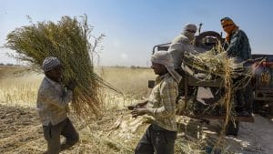 परंपरागत खेती में अपनाया वैज्ञानिक तरीका, धान की नई प्रजाति की खेती कर फलफूल रहे किसान