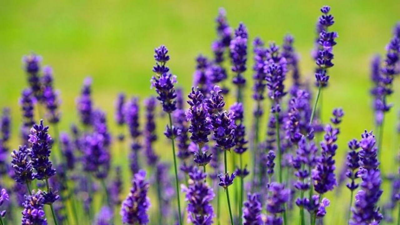 Lavender Farming, earn well with lavender, lavender flowers, flowers