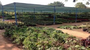 कोविड की दूसरी लहर के बीच ऑक्सीजन बढ़ाने के लिए इन पौधों को खरीद रहे लोग