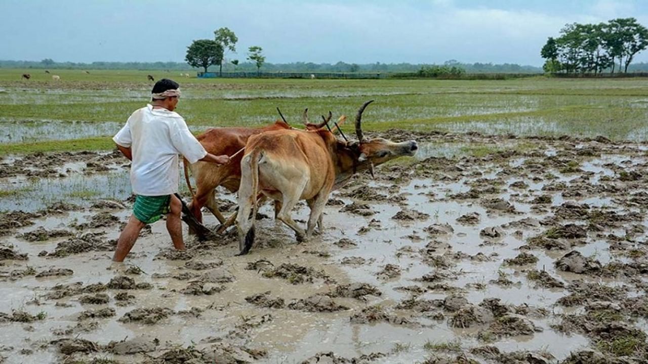 Monsoon, farm output, Rural Economy, kharif season, GDP growth, consumption growth, IMD