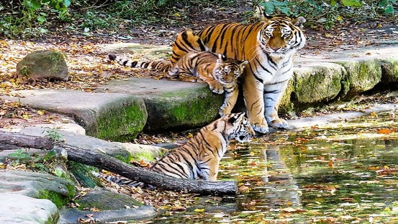 Tiger, wildlife, travel, travel plan, journey, best place in india