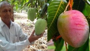 आम नहीं है आमों की मलिका नूरजहां, एक पीस के लिए देने पड़ते हैं 1000 रुपये