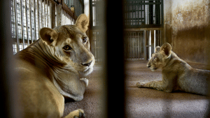 शेरों को भी हुआ कोरोना , एक शेरनी की मौत और 9 अन्य को संक्रमण