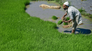 NCDEX Trading: फसल पर ज्यादा मुनाफे के लिए करना चाहते हैं ट्रेडिंग तो जानें ये जरूरी टिप्स