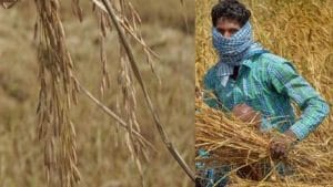 MSP पर गेहूं के साथ धान की भी हुई खूब खरीद, पहुंची अब तक के उच्चतम स्तर पर