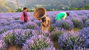 छोटे किसानों को आत्मनिर्भर बनाएगी सरकार, राज्यों में मॉडल विकास खंड होंगे तैयार