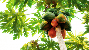 पपीते की खेती में अच्छा मुनाफा कमा सकते हैं किसान, यहां पढ़ें पूरी डिटेल