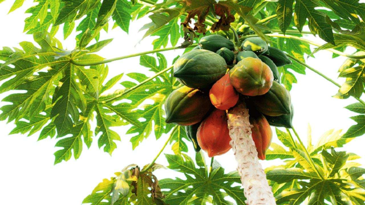 papaya, papaya crop, farmers, profit