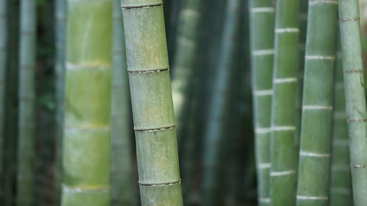 bamboo farming, bamboo, govt subsidy