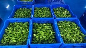 नागालैंड की ‘राजा मिर्च’ का तीखापन चखेंगे लंदन के लोग