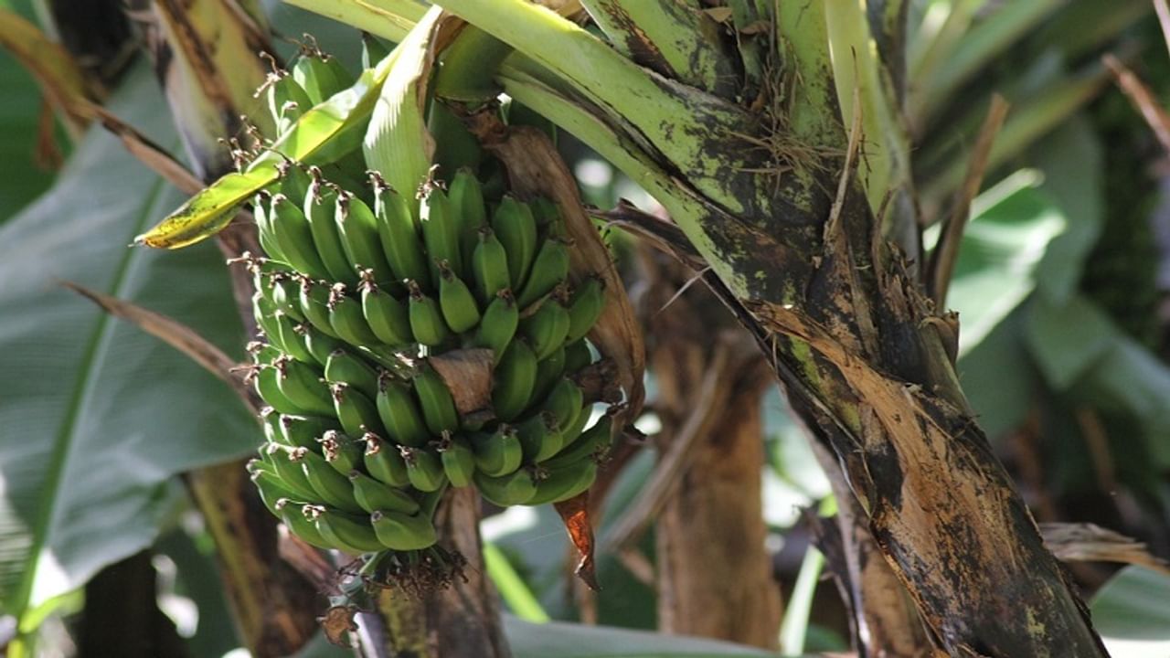 Banana cultivation, farmer, Hardoi, uttar pradesh, farmer income
