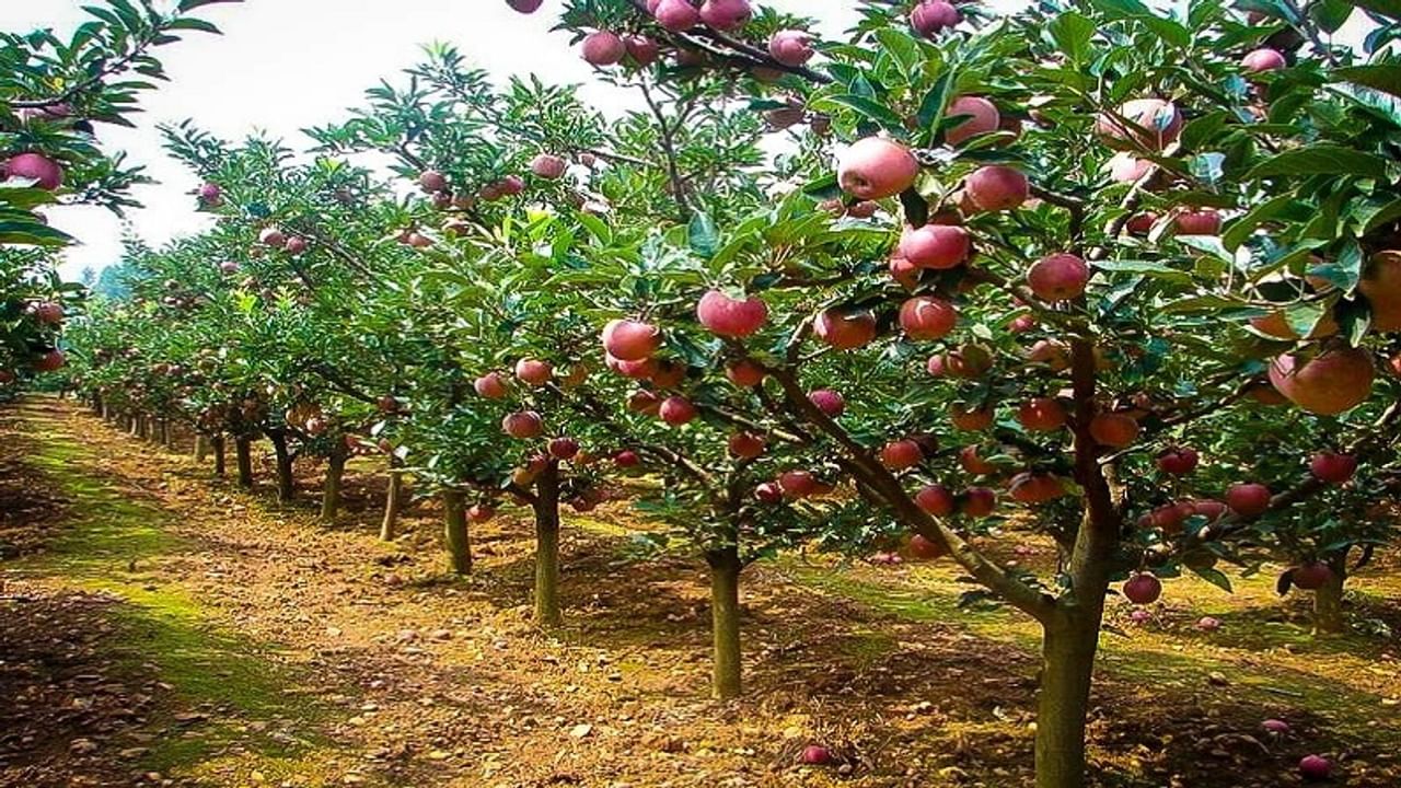 Agriculture in Jammu Kashmir: