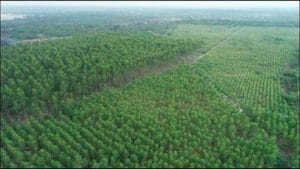 कल से खनन क्षेत्रों के आसपास शुरू होगा ‘ग्रो ग्रीनिंग’ अभियान