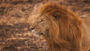 World Lion Day: एशियाई शेरों का घर है गिर नेशनल पार्क