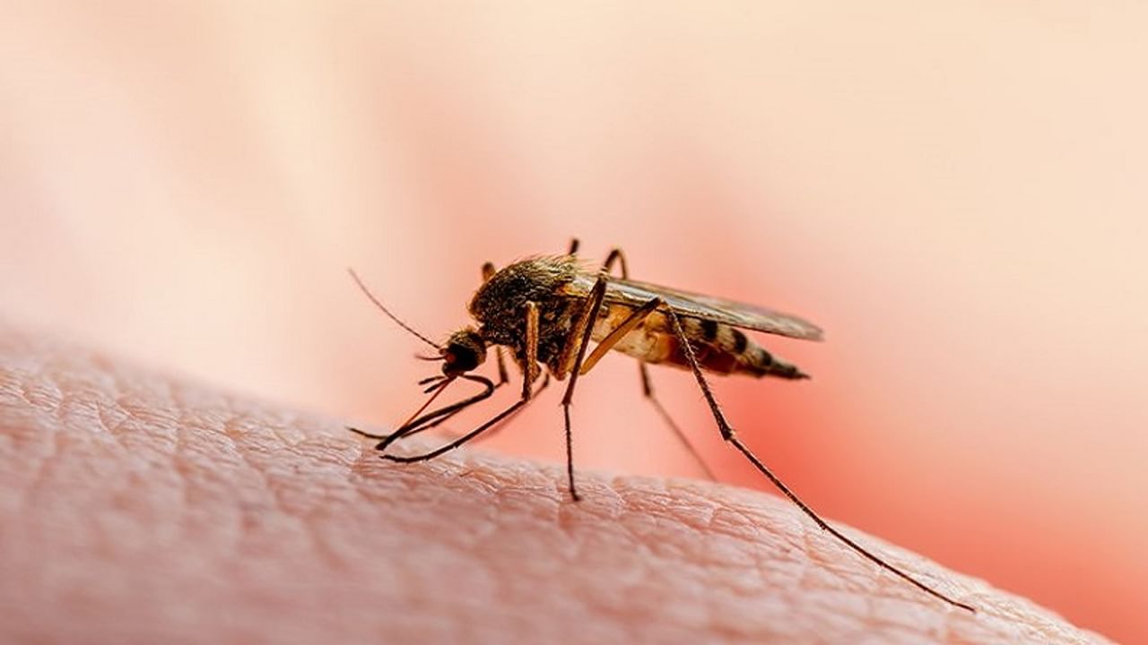 how to save yourself from mosquitos in this rainy season, these insurance plan will help you