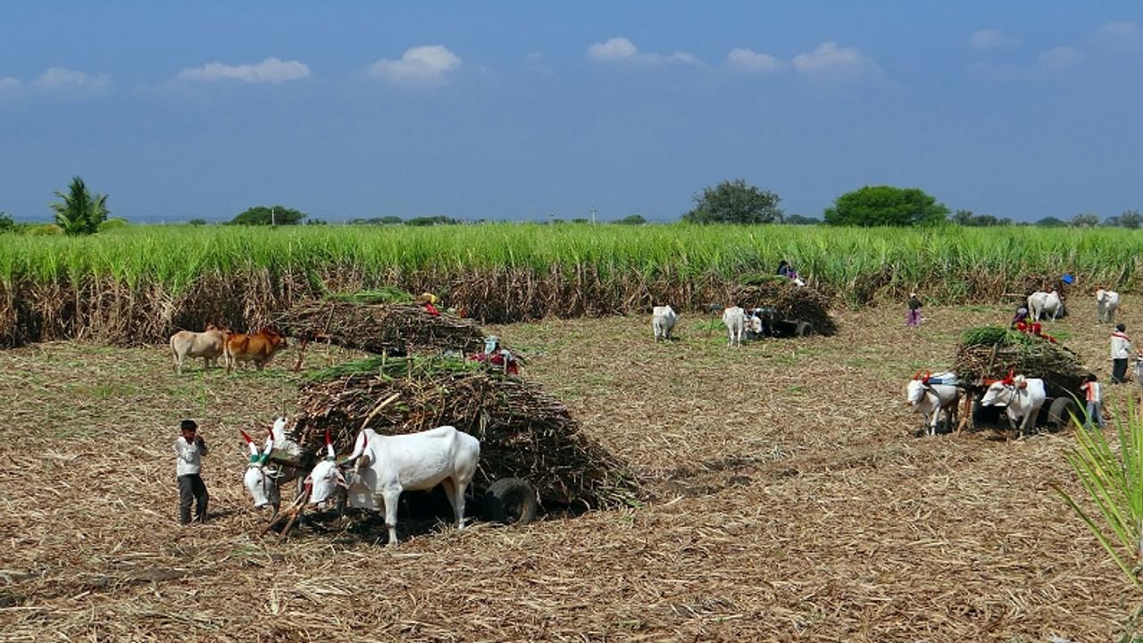 government increases procurement price of sugarcanes by 5 rs per quintal