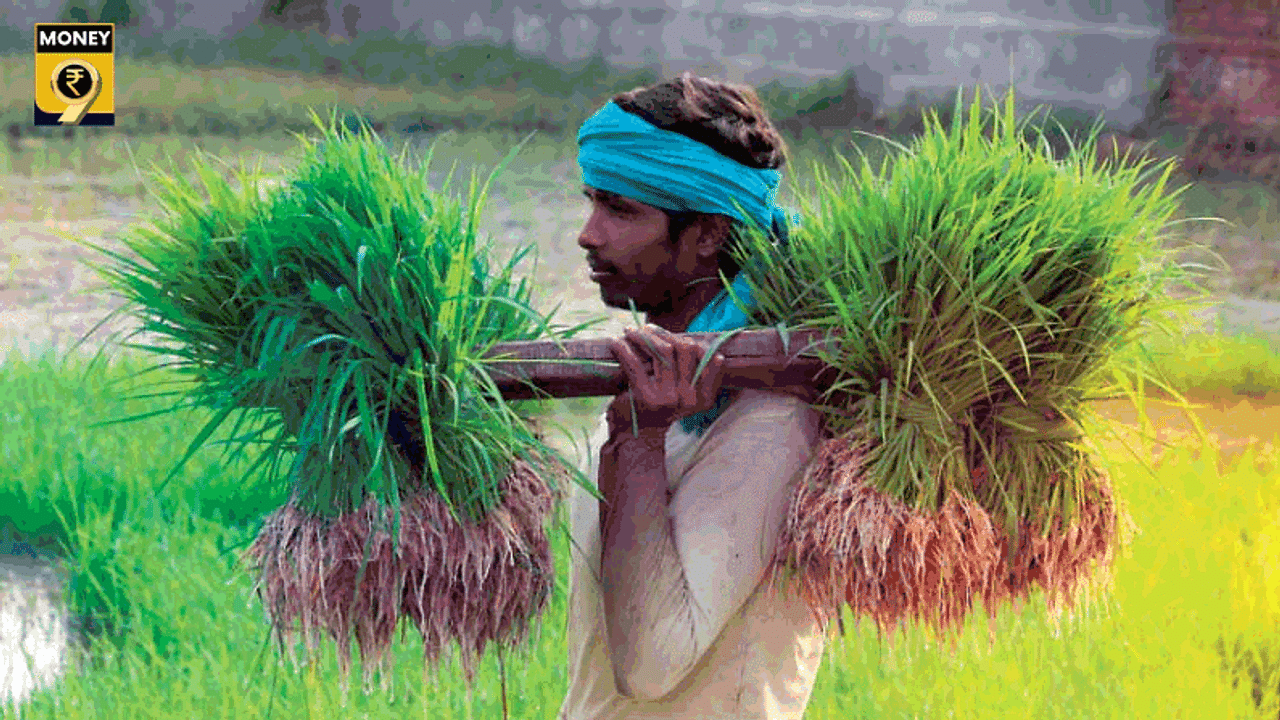 Centre to cross check farmers land records before paddy procurement