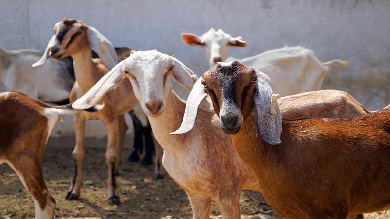 national livestock mission portal launched, to help farmers