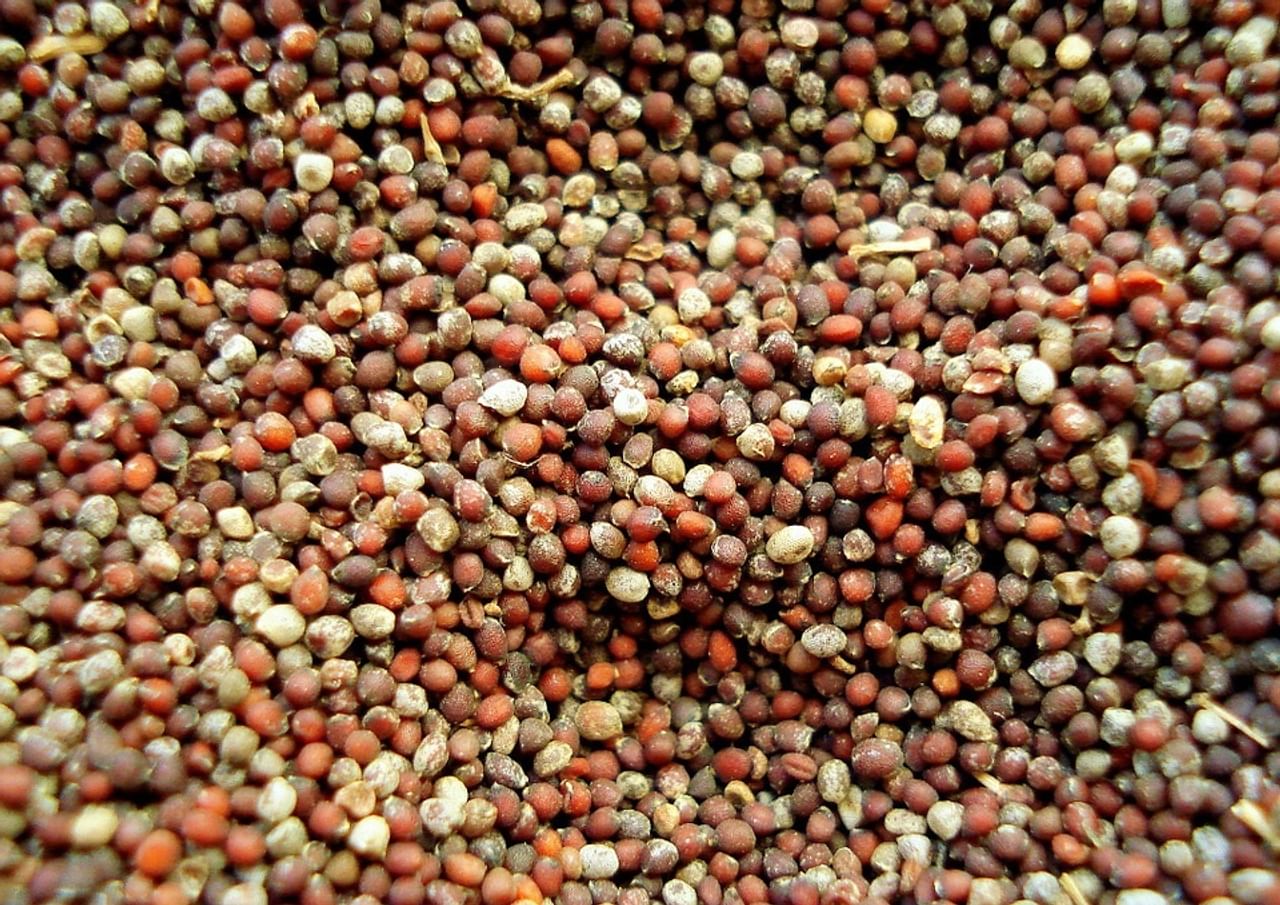 mustard seed, NCDEX, Sebi, mustard seed contracts, commodity exchange, SEA, rices of mustard oil