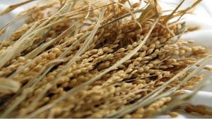 पंजाब और हरियाणा में 11 अक्टूबर से शुरू होगी न्यूनतम समर्थन मूल्य पर धान की खरीद