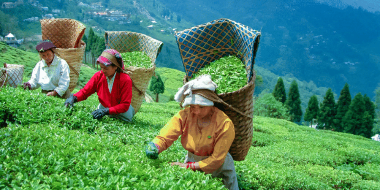 दार्जलिंग चाय के बागान अब क्यों हैं मुश्किल में?
