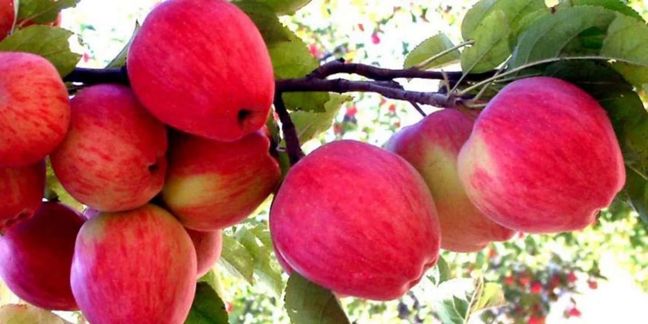 सरकार ने क्यों रोका सस्ते सेब का आयात?