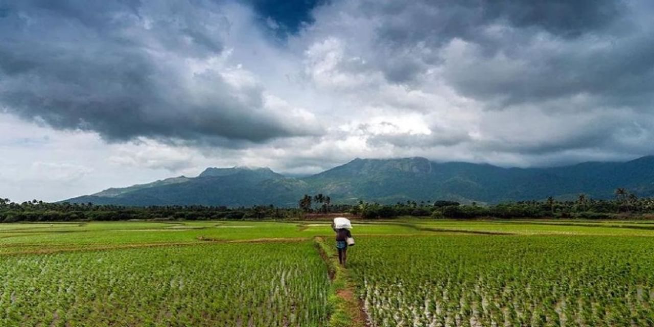 मानसून की गति बढ़ने के बावजूद पिछड़ गया धान का रकबा