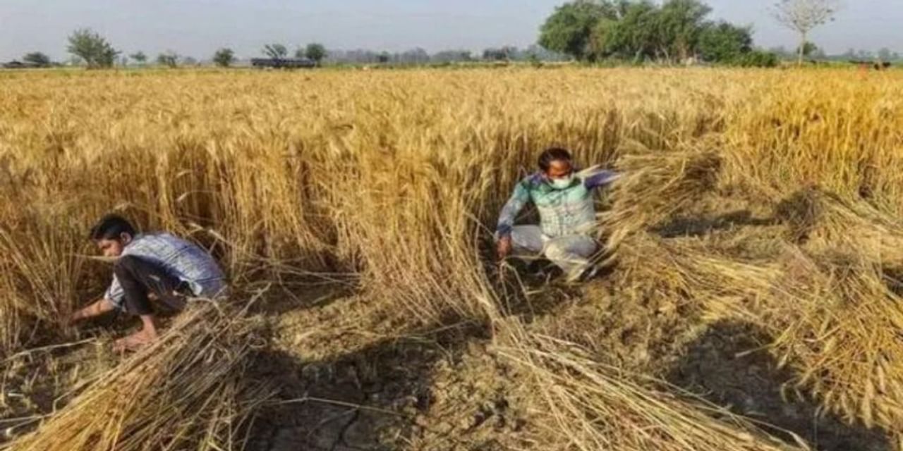 गेहूं खरीद का लक्ष्य कैसे पूरा होगा?