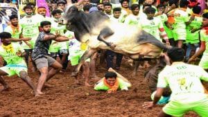 Jallikattu - a key event of Pongal celebrations