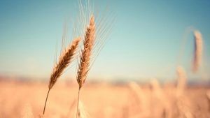 Additional foodgrains: Government has other measures too to help the poor