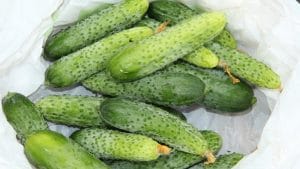 WayCool Foods ties up with IIT-Hyderabad to develop antimicrobial food packaging material