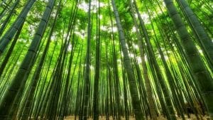 Bamboo – path to a more sustainable future