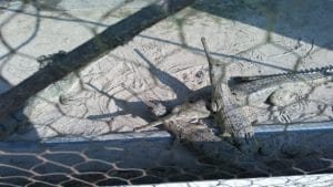 Give your mind, body and soul the much needed break at Katarniya Ghat