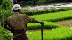 Kharif sowing slowly picks up in 2021; over 56 lakh hectare coverage so far