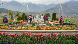 Asia's largest tulip garden in Kashmir opens for public