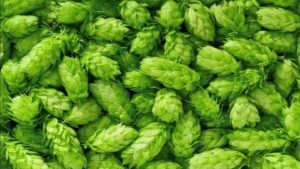 At Rs 1 lakh a kilo, this is the world's most expensive vegetable