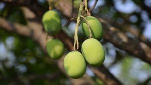 The evergreen magic of raw mangoes