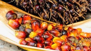 PM Modi's mission to make India 'Atmanirbhar' in edible oils