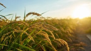 India likely to capture nearly half of global rice trade this year