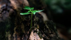 Child insurance plan: Know these features