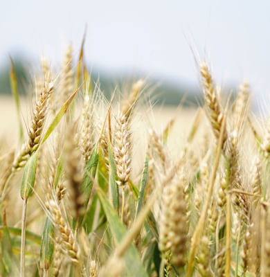 Why wheat flour prices increased after wheat export ban?