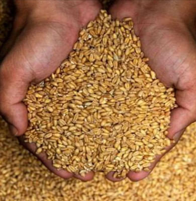 Wheat prices have again started to increase despite export ban