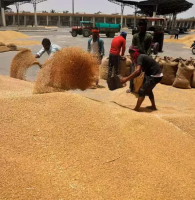 Why wheat prices won't fall even if wheat import duty is reduced?