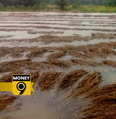 Unseasonal rain plays spoilsport on crop production